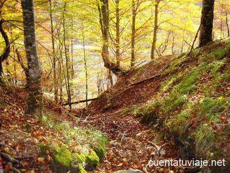 BTT en la Selva de Irati